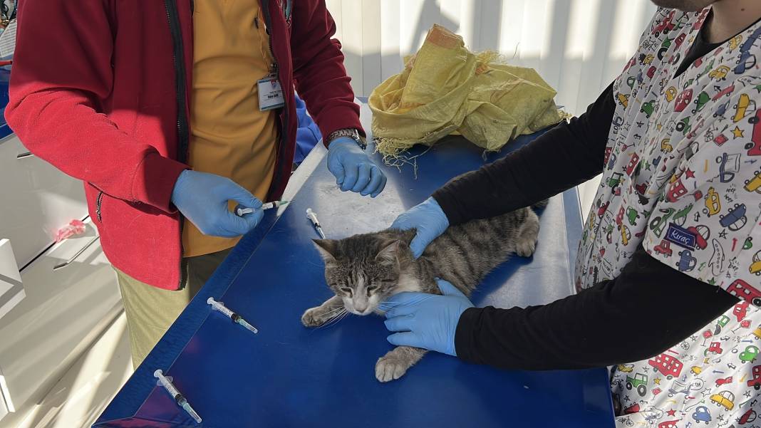 Çuvala koyup mahalleden uzaklaştıracağı kediyle kaza yaptı 9